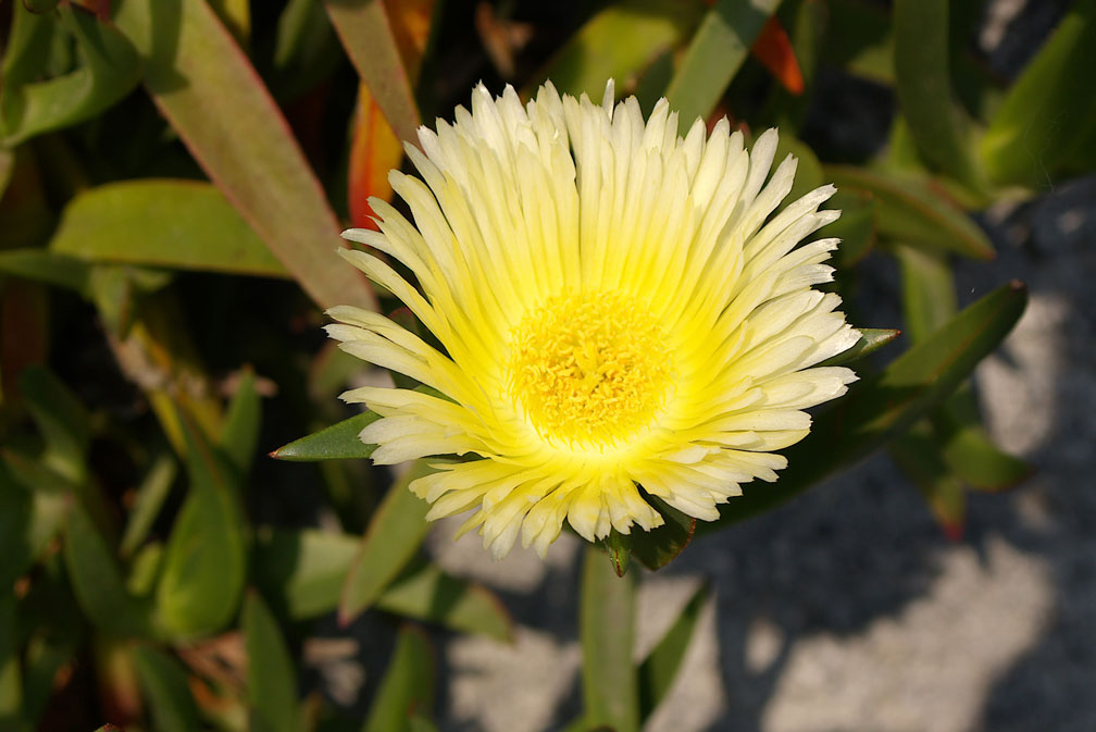 Carpobrotus edulis / Fico degli Ottentotti edule